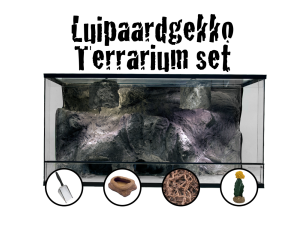Luipaardgekko starter set 2D Rock