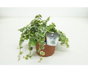 Ficus Pumila white sunny