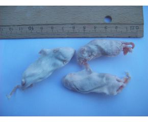 Diepvries fuzzy muis (6-7 gram, met haar)