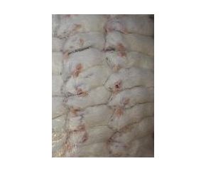 Diepvries Muis Jumbo XL (25-35 gram)