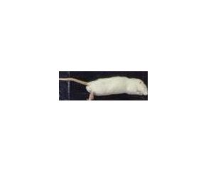 Rat middel, diepvries (90-120gr)