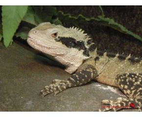 Intellagama lesuerii, Australische wateragaam large UBN 6338257