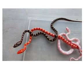 Pantherophis guttatus, Rode rattenslang, Small UBN 6338257