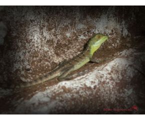 Basiliscus plumifrons, Groene basilisk UBN 6338257