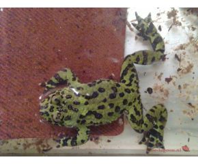 Bombina orientalis, Koreaanse vuurbuikpad