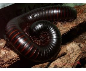 Archispirostreptus gigas, reuzen miljoenpoot UBN 6338257