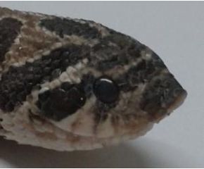 Heterodon nasicus, haakneusslang UBN 6338257