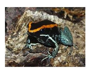 Phyllobates vittatus, gestreepte pijlgifkikker UBN 6338257