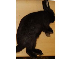 Konijn Klein Diepvries (300-700gr)