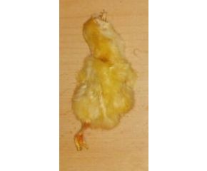 Diepvries Kuikens 1kg