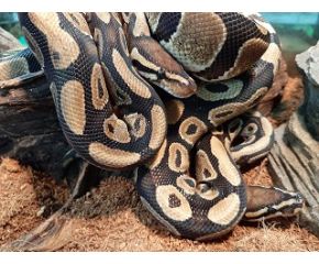 Python regius, koningspython medium UBN 6338257