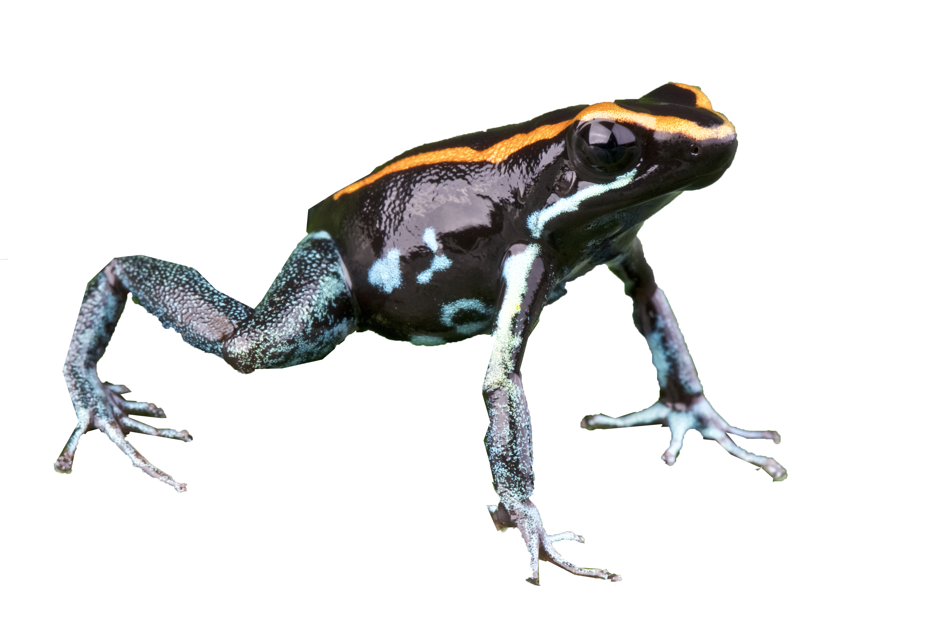 Gestreepte pijlgifkikker