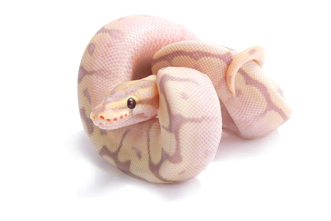 Koningspython, Balpython 